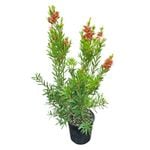 4L Red Cluster Bottle Brush - Callistemon citrinus Red Cluster 
