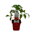 100mm Tomato Beefsteak - Lycopersicum