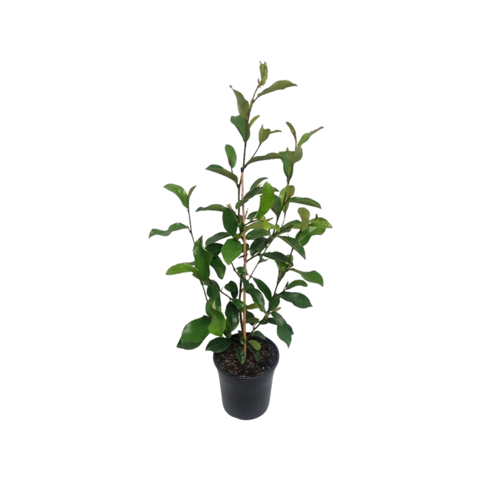 200mm Magnolia White Caviar - Magnolia yunnanensis