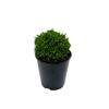 1.3L Chamaecyparis Geen Globe - Chamaecyparis lawsoniana