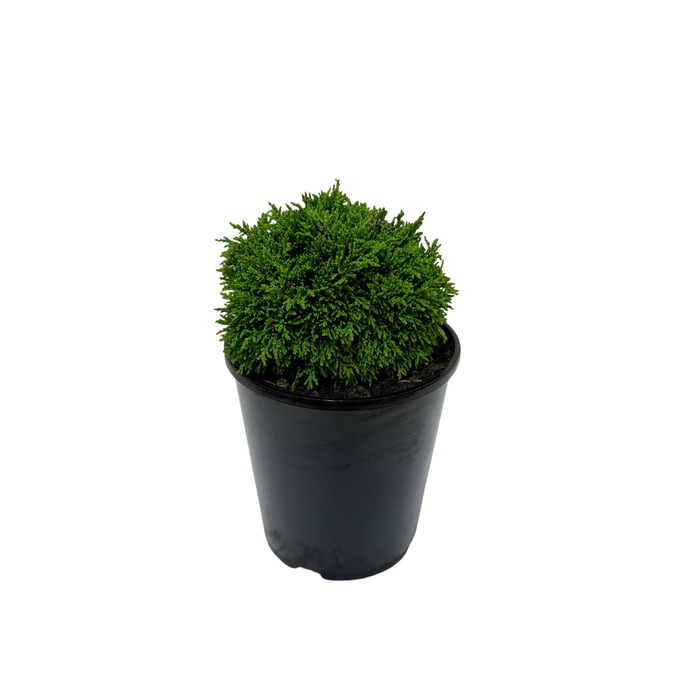 1.3L Chamaecyparis Geen Globe - Chamaecyparis lawsoniana