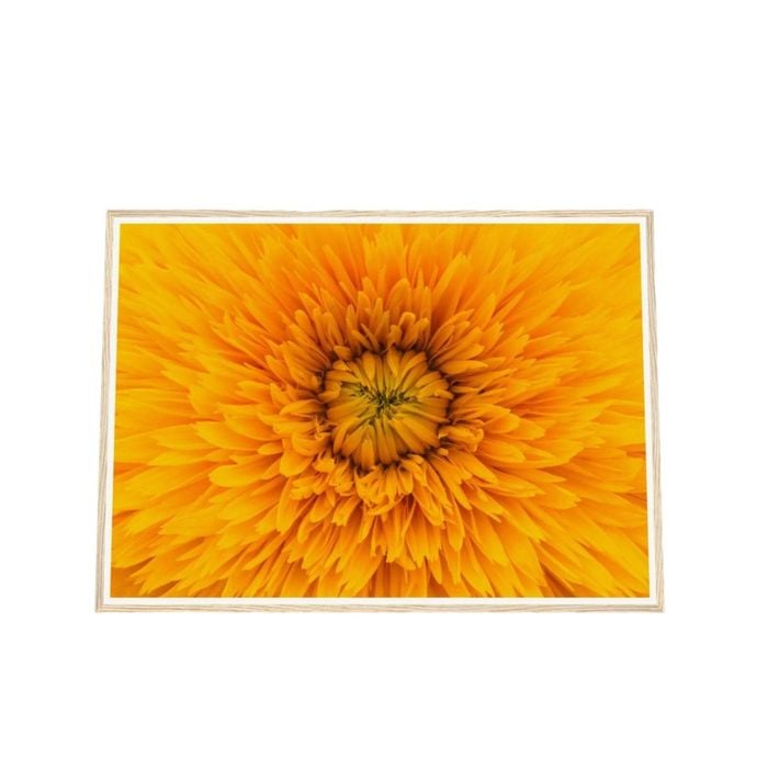 Galrie Stunning Close-Up of a Yellow Flower Fine Art Photography Print, Wood Frame, A4 21 x 30cm (8 x 12inch)
