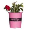 140mm Flower Carpet Rose Scarlet - Rosa sp