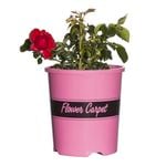 140mm Flower Carpet Rose Scarlet - Rosa sp