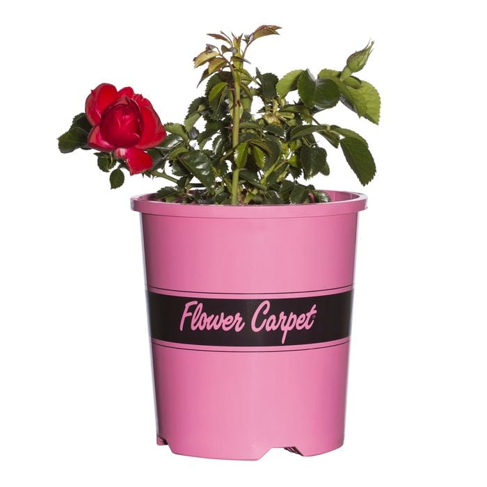 140mm Flower Carpet Rose Scarlet - Rosa sp