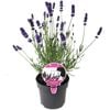 140mm Lavender La Diva Series - Lavandula angustifolia x stoechas 'La Diva Series'