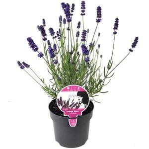 140mm Lavender La Diva Series - Lavandula angustifolia x stoechas 'La Diva Series'