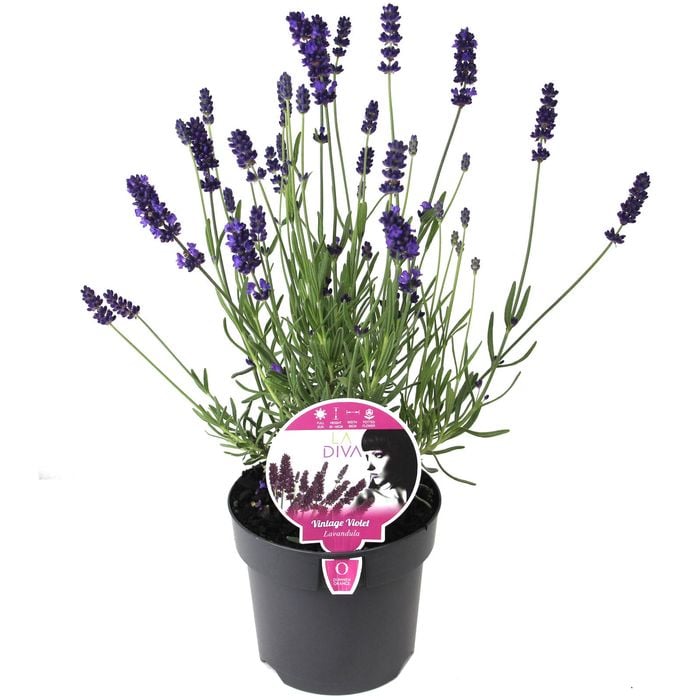 140mm Lavender La Diva Series - Lavandula angustifolia x stoechas 'La Diva Series'