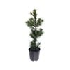10L Japanese Yew Pine - Podocarpus macrophyllus