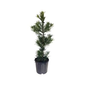 10L Japanese Yew Pine - Podocarpus macrophyllus