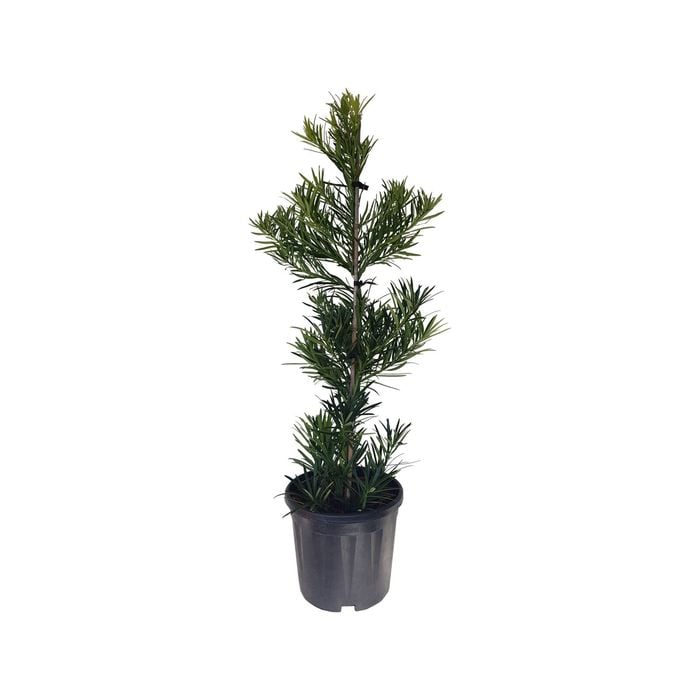 10L Japanese Yew Pine - Podocarpus macrophyllus