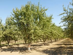 almond trees in an orchard