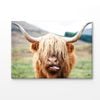 Highland Cow Face Closeup Print 100% Australian Made 150x100cm (Stretched Canvas)