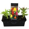 Celosia Mix Punnet - C. argentea var. plumosus