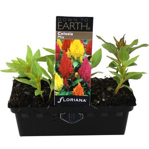 Celosia Mix Punnet - C. argentea var. plumosus