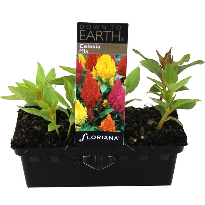 Celosia Mix Punnet - C. argentea var. plumosus