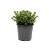 200mm Hebe Buxifolia
