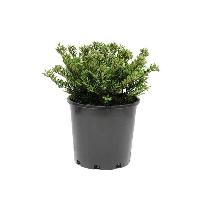 200mm Hebe Buxifolia