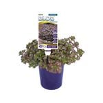 140mm Sedum Chocolate BLOB™ - Sedum spurium