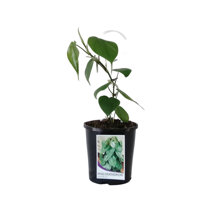 200mm Philodendron Heart Leaf - Philodendron cordatumT LEAF TOTEM