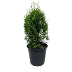 200mm Thuja Smaragd - Thuja occidentalis