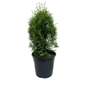200mm Thuja Smaragd - Thuja occidentalis