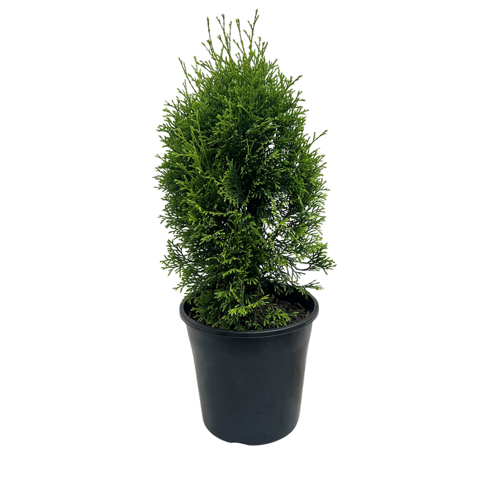 200mm Thuja Smaragd - Thuja occidentalis