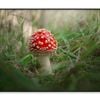 Close-Up Of Toadstool on Grass  Print 100% Australian Made 90x60cm  (Poster)