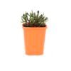 85mm Iceplant - Lampranthus filicaulis