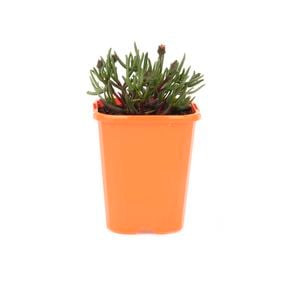 85mm Iceplant - Lampranthus filicaulis
