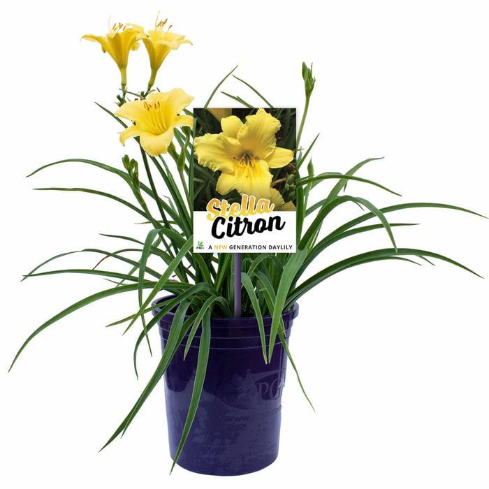 140mm Hemerocallis Stella Citron