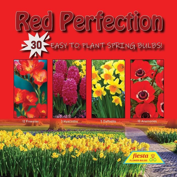 Fiesta Flower Bulbs Red Perfection Colour Combo - 30 Bulbs