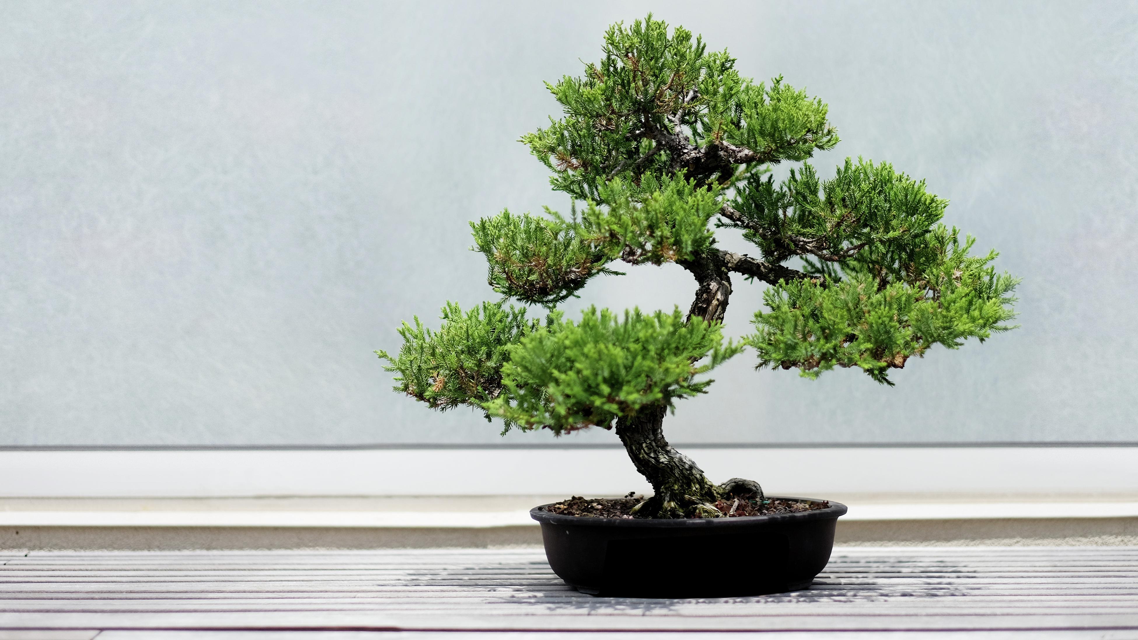 How To Grow And Care For A Bonsai Tree - Bunnings New Zealand