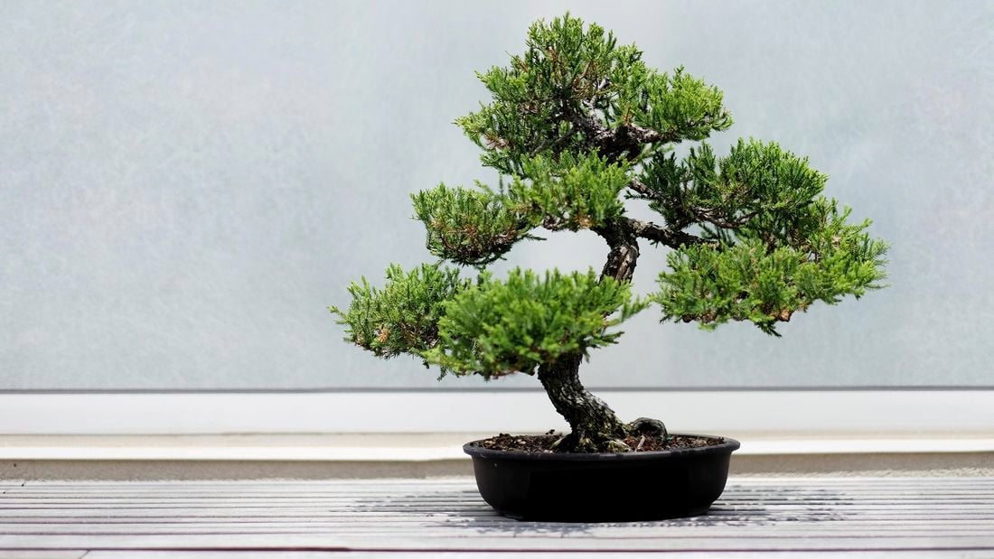A thriving bonsai tree in a black pot.