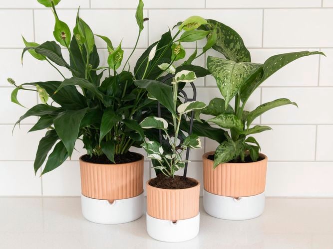 potted plants