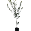 8L Standard Japanese Maple - Acer palmatum