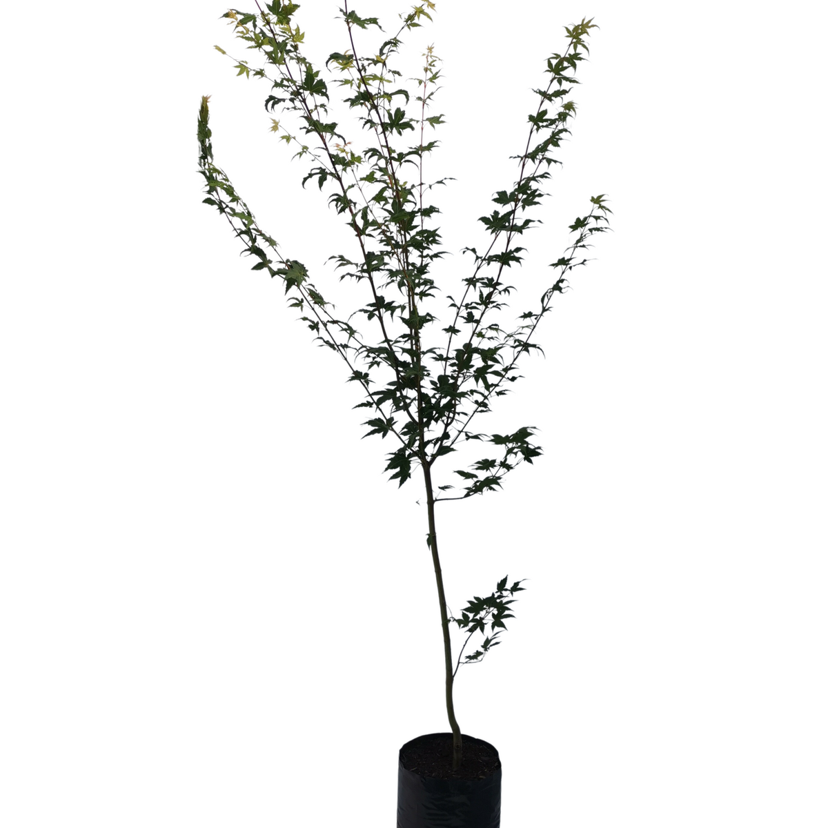 8L Standard Japanese Maple - Acer palmatum - Bunnings New Zealand