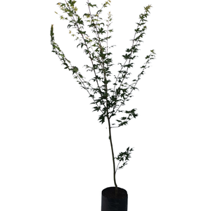8L Standard Japanese Maple - Acer palmatum