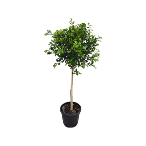 30L Standard Ficus Tuffy Topiary - Ficus microcarpa