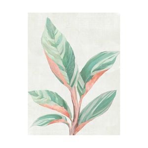 Artey | Ginger Plant II - Stretched Canvas - Stretched Canvas - 60 x 80cm