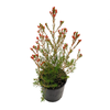 140mm Sarah's Delight - Chamelaucium cultivar
