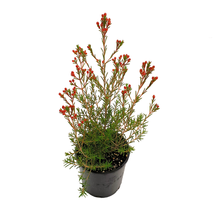140mm Sarah's Delight - Chamelaucium cultivar