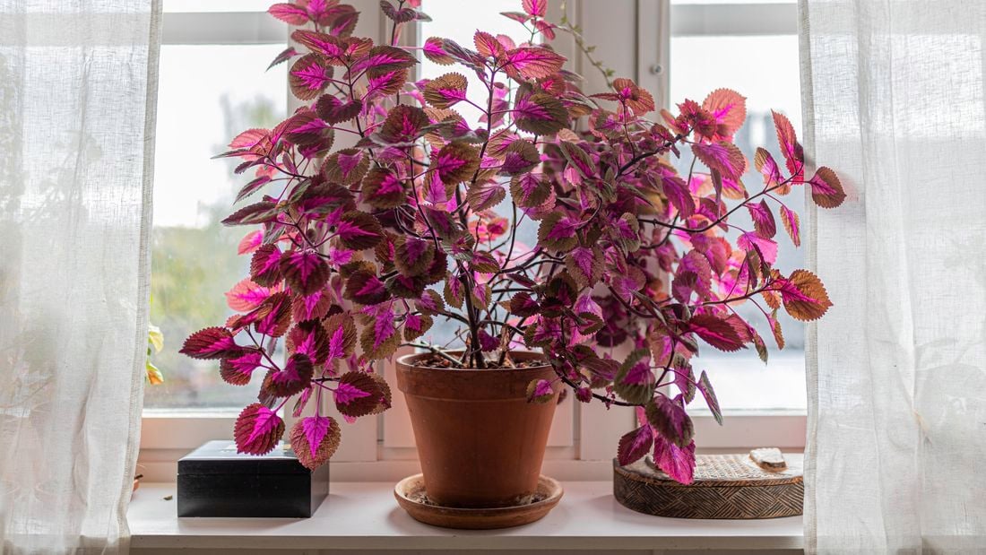 A vibrant red-pink coleus plant in a pot indoors