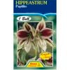 Hippeastrum Papillio Bulb