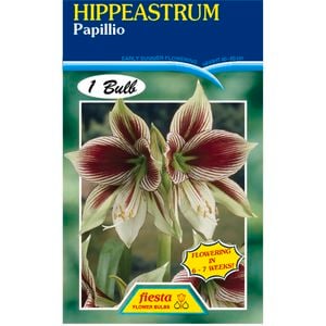Hippeastrum Papillio Bulb