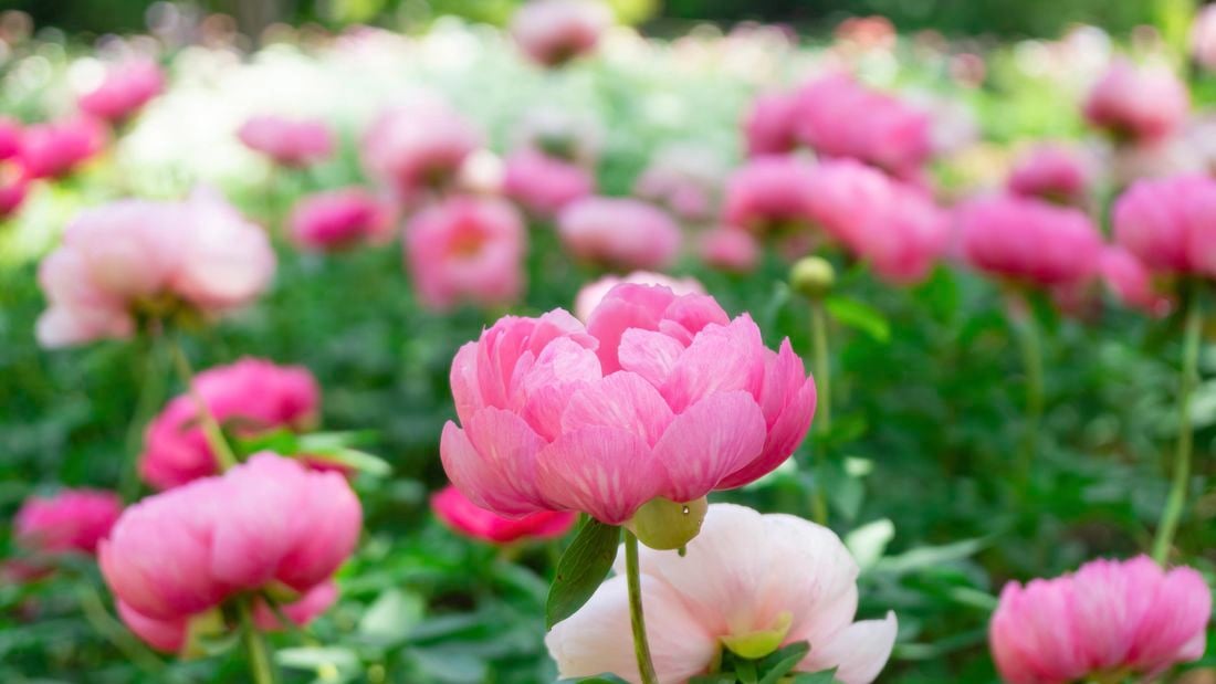 Flowering pink peonies