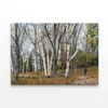 Forest Trees in autumn  Print 100% Australian Made 150 x 100cm  (Stretched)