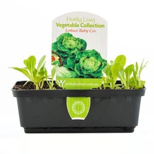 Punnet Lettuce Baby Cos - Lactuca Sativa