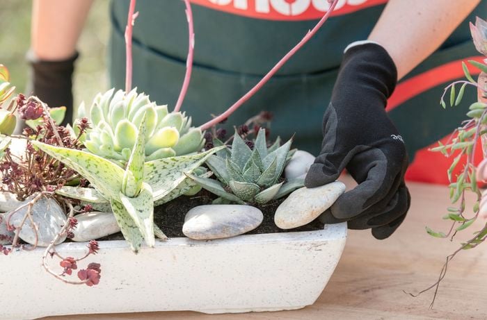 plant succulents