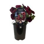 1.5L BeautiCal Bordeaux - Petchoa beautiCal Bordeaux